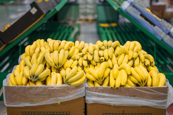 Logger di dati a temperatura monouso assicurarsi la qualità dei frutti