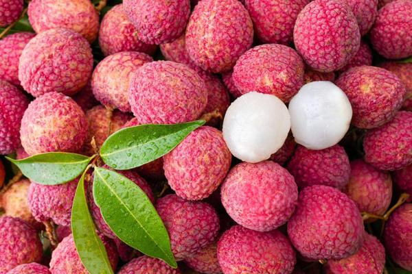 Il registratore di temperatura e umidità LCD può ridurre il problema della perdita di trasporto di litchi