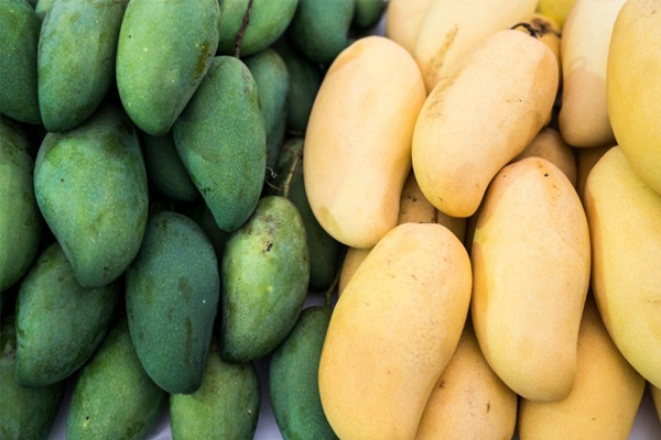 L'uso del registratore di temperatura LCD usa e getta renderà il trasporto del mango più sicuro