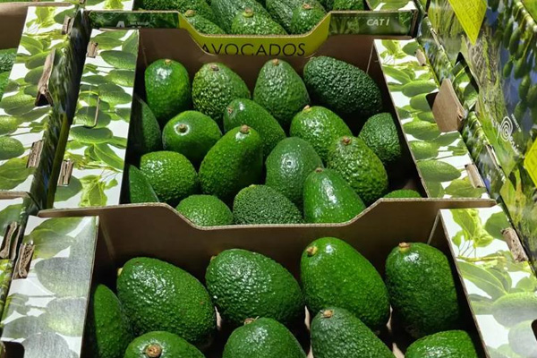 Registratore di temperatura usa e getta per proteggere la qualità del trasporto dell'avocado